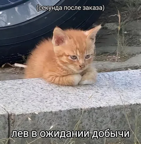 Лев в ожидании добычи