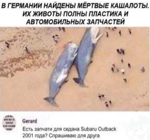 Запчасти из живота кашалота