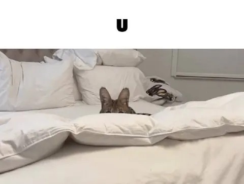Cat Hiding in Bed