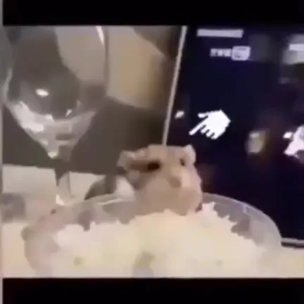 Музыкальный сюрреалистичный зоопарк