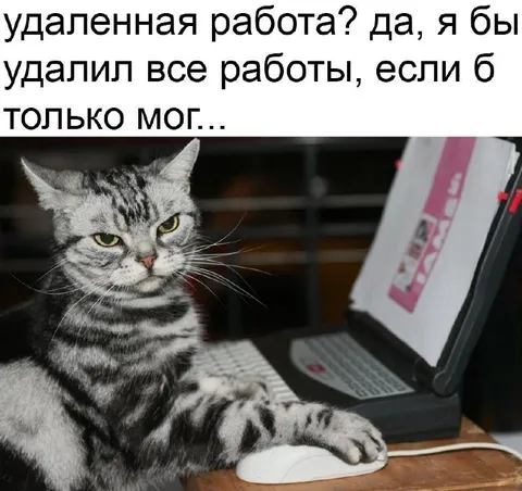 Кот удаляет всю работу