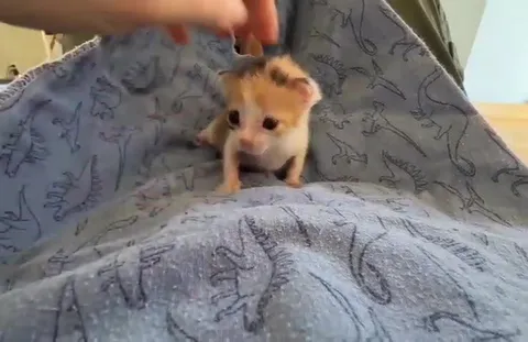 Крошечный котёнок под ладонью