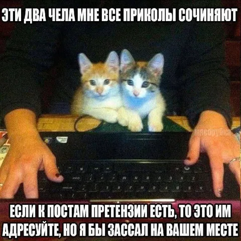 Котята сочиняют приколы