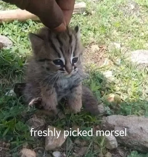 Freshly Picked Morsel Kitten