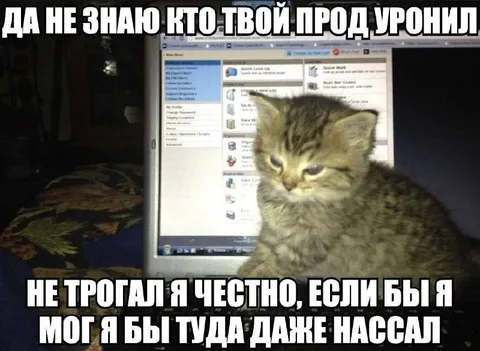 Кот отрицает взлом компьютера