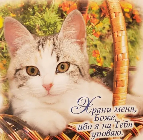 Кот молится о защите