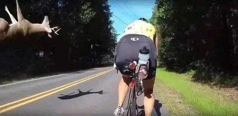 Олень атакует велосипедиста