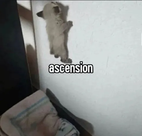 Cat Ascension