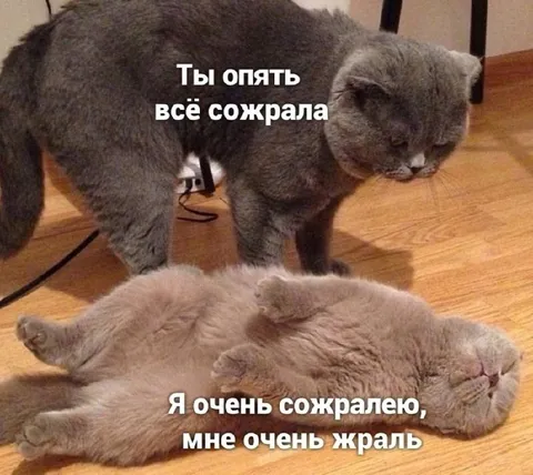 Ты опять всё сожрала