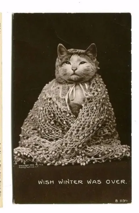 Cat Wishes Winter Was Over