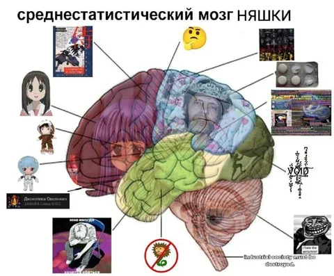 Среднестатистический мозг няшки