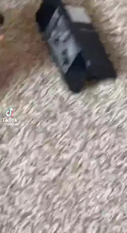 Кот смотрит видео в очках