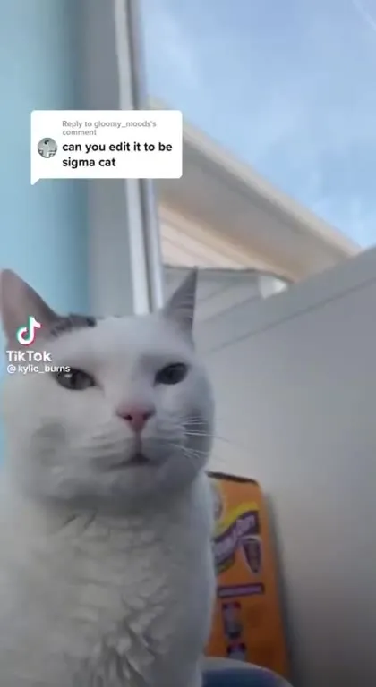 Sigma Cat Turns Away
