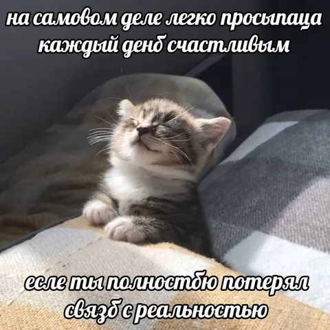 Кот, потерявший связь с реальностью