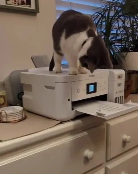 Кот распечатался на принтере