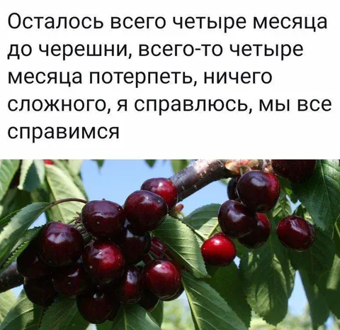 Четыре месяца до черешни