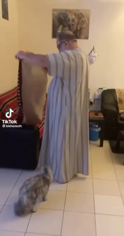 Кошка не дала постелить ковёр