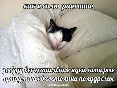Кот забыл гениальные идеи