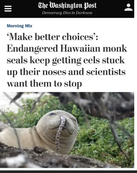 Seal With an Eel in Its Nose