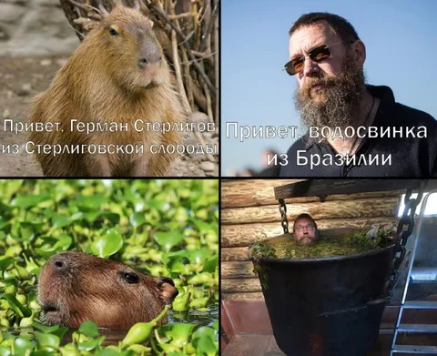 Привет, водосвинка из Бразилии