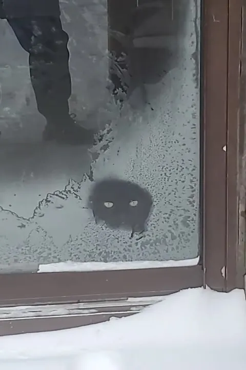 Маленький зверёк у окна