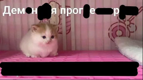 Котёнок с запиканной подписью