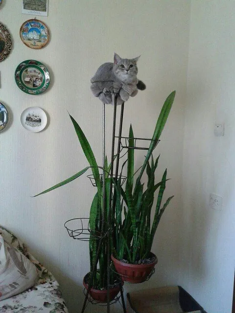 Кот на верхушке растения
