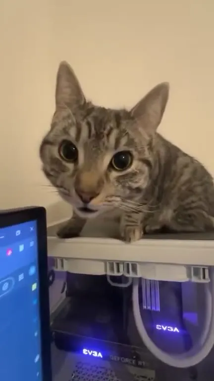 Curious Cat Inspects Gaming PC