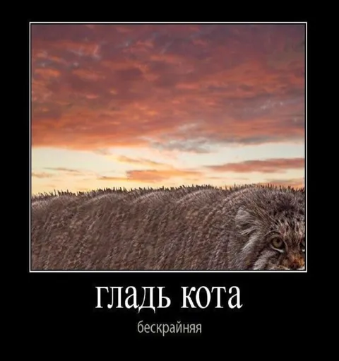 Бескрайняя гладь кота