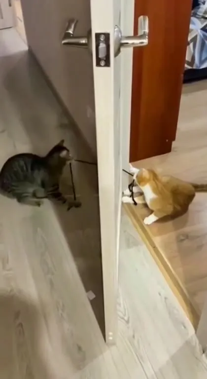 Коты тянут дверь канатом