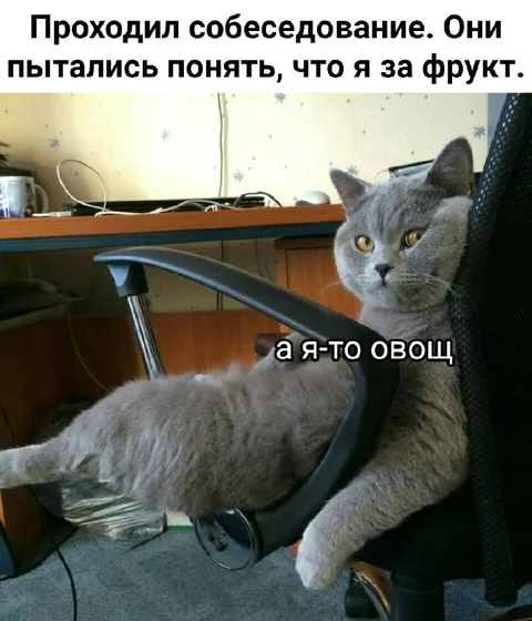 Кот на собеседовании