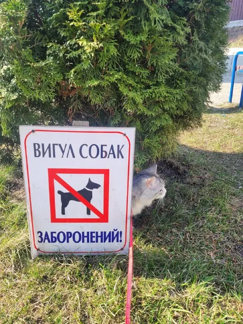 Вигул собак заборонений