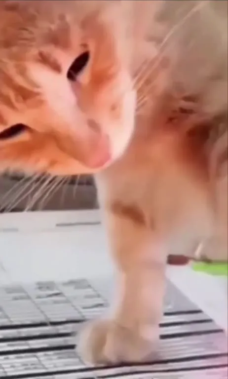 Кот случайно зажигает лапу