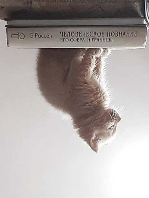 Кот познаёт сферу и границы