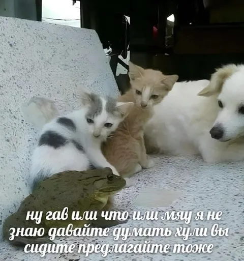 Котята обсуждают важное решение