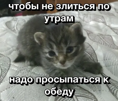 Котёнок злится по утрам