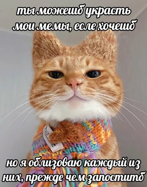 Кот облизывает мемы
