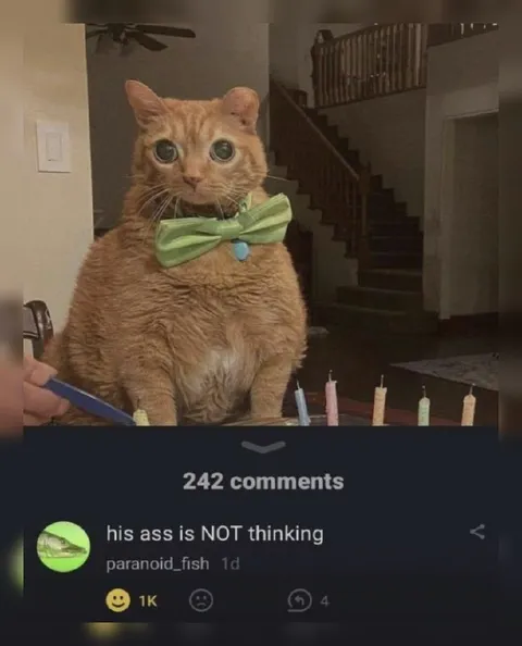 Cat With a Bow Tie