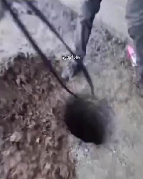 Cat Gets Stuck in a Hole