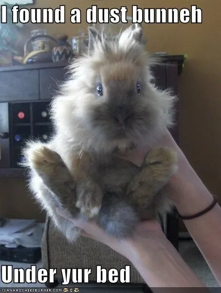 Dust Bunny Under Your Bed
