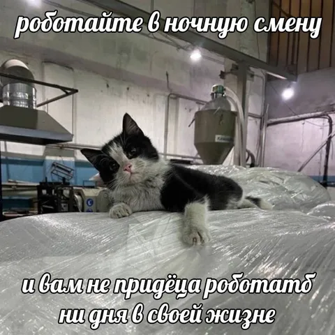 Кот работает за вас