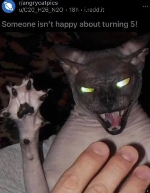 Cat Is Angry About Turning Five
