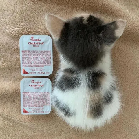 Kitten Next to Chick-fil-A Sauce