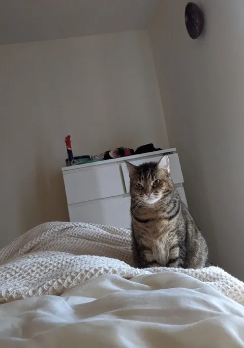 Суровый кот на кровати