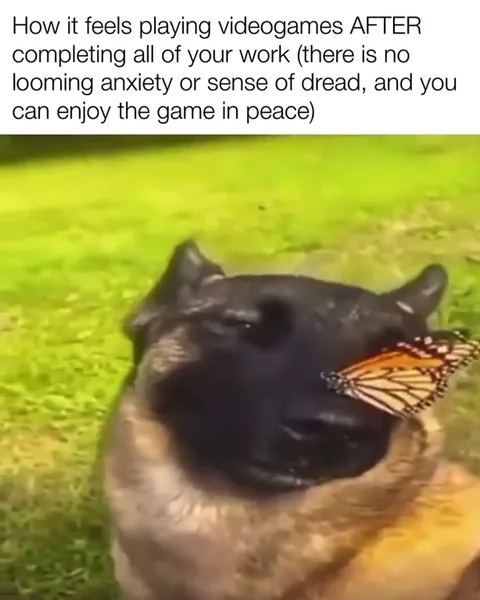 Dog Enjoys Gaming Without Anxiety