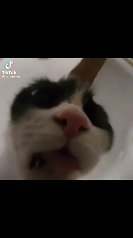 Кот смешно жуёт и облизывается
