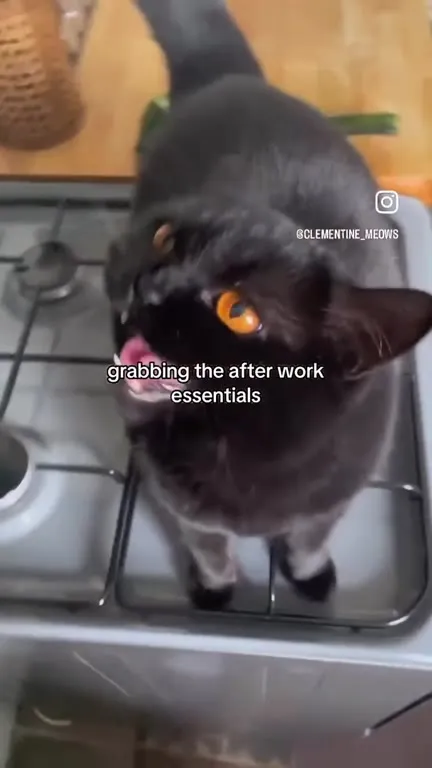 After Work Essentials Cat