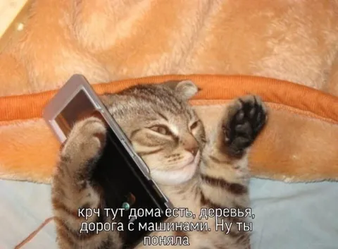 Кот объясняет обстановку