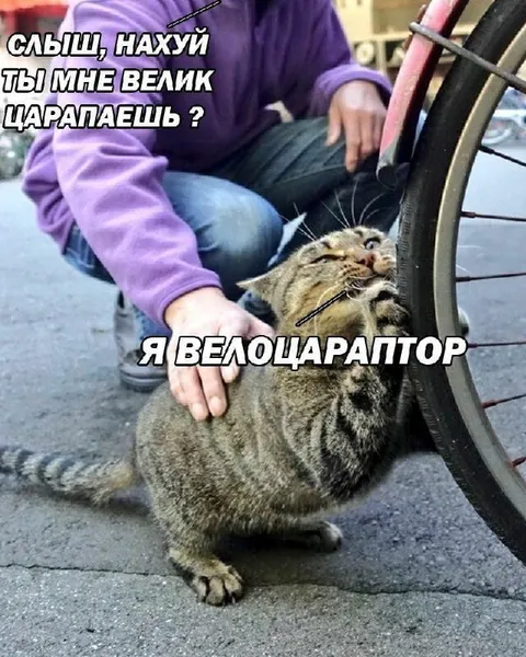 Кот-велоцараптор царапает велосипед