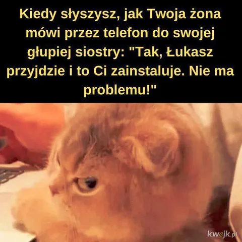 Podejrzany kot słucha rozmowy
